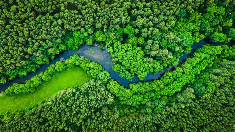 Un paesaggio boschivo verdeggiante, simbolo dell'impegno di KiK per la sostenibilità e i temi ESG